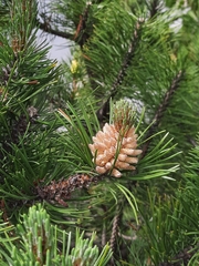 Pinus