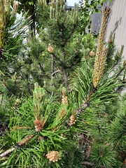 Pinus