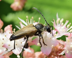Trigonarthris subpubescens