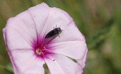 Acmaeodera cylindrica