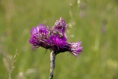 Cirsium rivulare