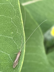 Leptocerus americanus