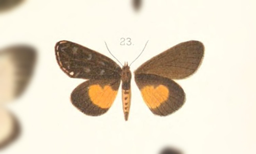Antigodasa rufodiscalis
