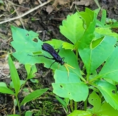 Gnamptopelta obsidianator