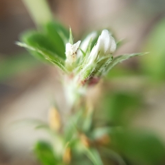 Trifolium scabrum image