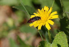 Acmaeodera pulchra
