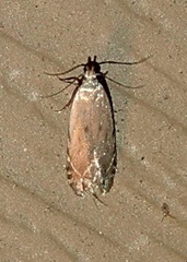 Battaristis concinnusella