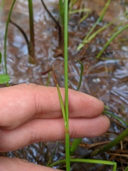 Eriophorum gracile