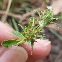 Trifolium scabrum image