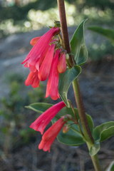 Penstemon eatonii