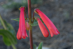 Penstemon eatonii