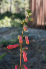 Penstemon eatonii