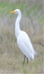 Ardea intermedia brachyrhyncha