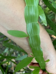 Muehlenbeckia platyclada