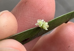 Muehlenbeckia platyclada