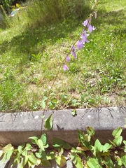 Campanula rapunculoides