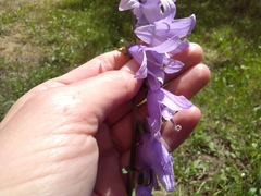 Campanula rapunculoides