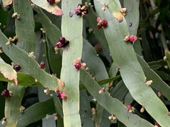 Muehlenbeckia platyclada