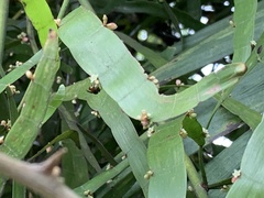 Muehlenbeckia platyclada