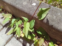 Campanula rapunculoides