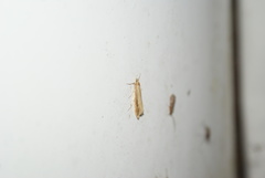 Donacaula melinellus