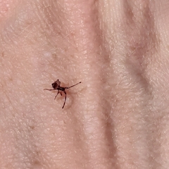 Gonocerus acuteangulatus