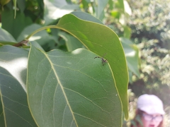 Gonocerus acuteangulatus