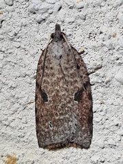 Meritastis piperata