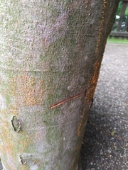 Quaternaria quaternata