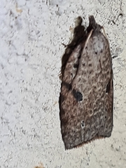 Meritastis piperata