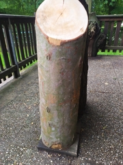 Quaternaria quaternata