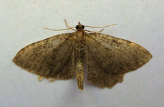 Philereme vetulata