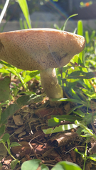 Boletaceae