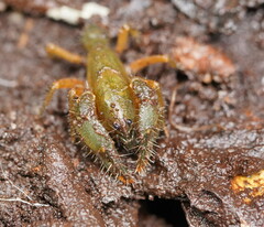Engaeus affinis