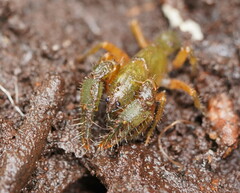 Engaeus affinis