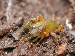 Engaeus affinis