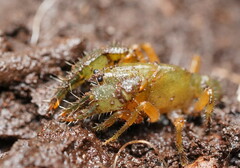 Engaeus affinis