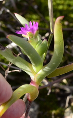 Ruschia diversifolia