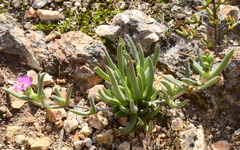 Ruschia diversifolia