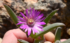 Ruschia diversifolia