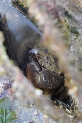 Myomenippe hardwickii