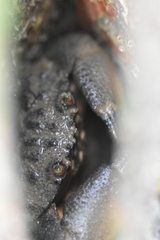 Myomenippe hardwickii