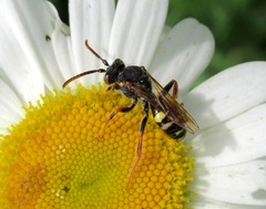 Nomada marshamella