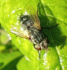 Voria ruralis