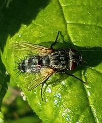 Voria ruralis