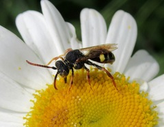 Nomada marshamella