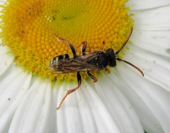 Nomada marshamella