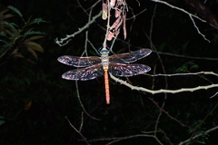 Anax aurantiacus