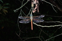 Anax aurantiacus