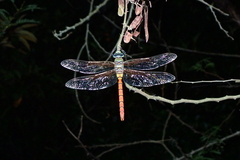 Anax aurantiacus